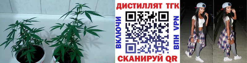 kraken ссылки  цена   Владивосток  Дистиллят ТГК THC oil 